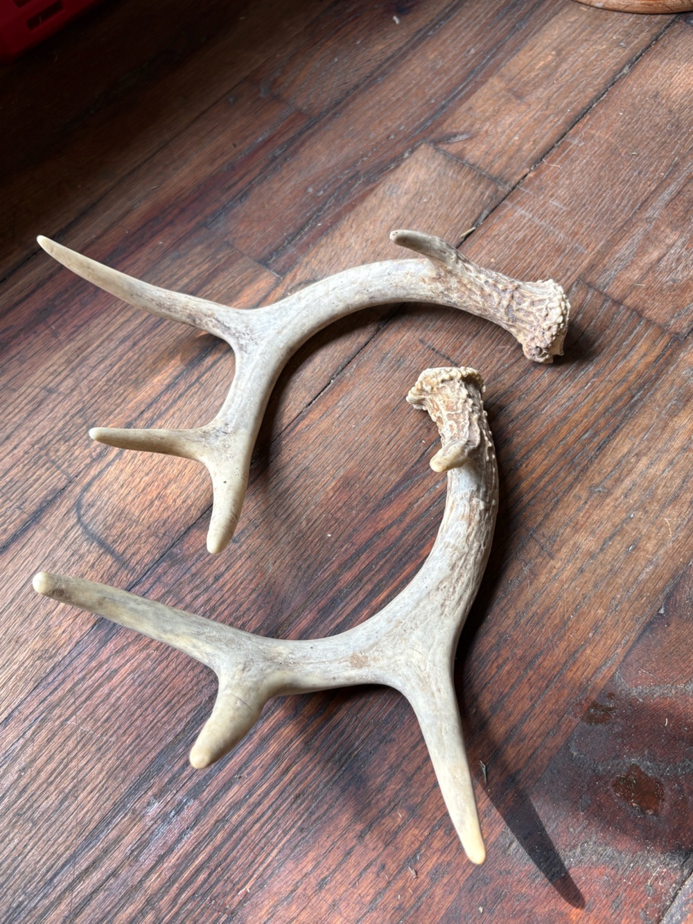 Naturally Shed Whitetail Deer Antlers